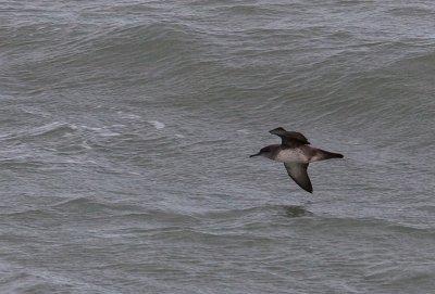 Vandaag even showend voor de pier. Hoewel de scherpte zeker niet goed is toch gepost. Want ik vond op birdpix maar n foto en geen enkele genomen in Belgi of Nederland