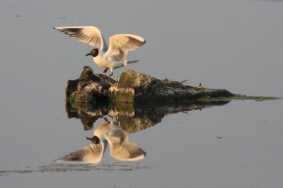 Prachtig avondlicht en spiegelglad water. Ideaal voor de fotografie. Het werd dus laat eer er gegeten werd.