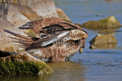 Een badderende Buizerd aan de oever van het IJsselmeer maak je natuurlijk niet zo vaak mee. 
Volledig op het gemak en onwerkelijk benaderbaar genoot deze Buizerd samen met een aantal collega fotografen van dit verkoelende bad.
In jubelstemming vertrokken we weer huiswaarts.

Groeten,
Rob