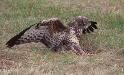 Buizerd in actie. Dit is de meest gefotografeerde buizerd van het jaar. Wij lagen met ons vieren op de grond, hopend op een bijzonder moment. De buizerd bleef rustig spieden naar prooi. Opeens vloog hij recht op ons af en scheerde rakelings boven het hoofd van een van ons. Met deze buizerd heb je geen telelens nodig!