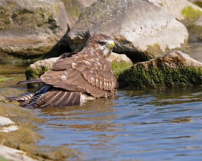 Tussen alle Buizerdfoto's wordt het steeds lastiger om nog een onderscheidende plaat te uploaden.
Volgens mij voldoet een badderende Buizerd zeker aan dit criterium...

Groeten,
Rob