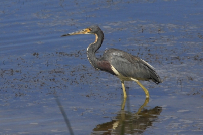 Terug van weg geweest. De Outer Banks is een langgerekt eiland. Een super gebied voor de vogelliefhebber. Allerlei reiger soorten komen hier voor.