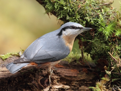 Afgelopen week in Drenthe doorgebracht en daar een paar mooie plaatjes kunnen maken van deze soort, welke ik eigenlijk nog nauwelijks had kunnen fotograferen.
Mooie vogels.