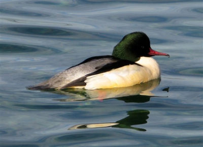 Het haalt de heroek er misschien wat vanaf, maar qua gedrag verschillen de grote zaagbekken die zwemmen in het Lac Lman niet van meerkoeten en wilde eenden. Maar toch: wat een schoonheid!