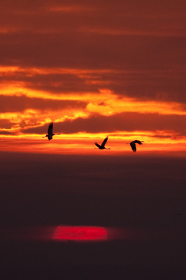 Als de kraanvogels voorbij de opkomende zon vlogen gaf dit een leuk silhouet. Gemaakt vanop statief met een 300 F4