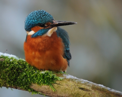 Een IJsvogel onder winterse omstandigheden.
Het zal weer steeds lastiger voor ze worden als de vorst blijft aanhouden. De witte wereld doet mij denken aan deze IJsvogel in barre tijden.

Groet,
Rob