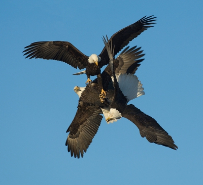 Haliaeetus leucocephalus / Amerikaanse Zeearend / Bald Eagle