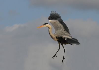 Geen Baltimoretroepiaal maar gewoon een landende Blauwe Reiger :) 
Goed laag in de slootkant kon ik deze tegen de lucht fotograferen.

Groet,
Rob