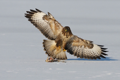 Soms moet een buizerd al eens tevreden zijn met een kadaver.