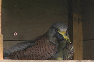 Vrouw torenvalk in nestkast met prooi, aangeleverd door mannetje. Iemand enig idee wat de prooi kan zijn?

Sterke crop.