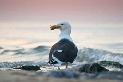 Larus marinus / Grote Mantelmeeuw met krab / Great Black-backed Gull