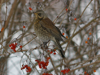 Door de sneeuwval moeten de vogels van de weilanden uitwijken naar o.a. besdragende struiken. Vanuit auto.