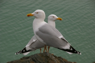 In de haven gemaakt. Achtergrond is de zee. Er was markt en dit paartje zilvermeeuwen keek op afstand toe of er iets voor hun gading te halen was.