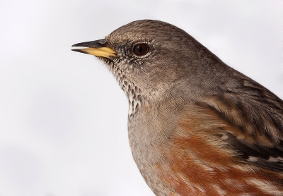 Bird picture: Prunella collaris / Alpenheggenmus / Alpine Accentor