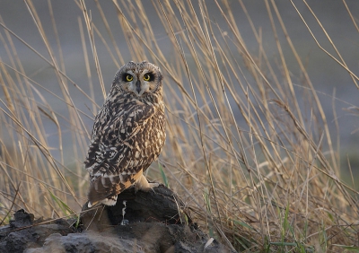 Bird picture: Asio flammeus / Velduil / Short-eared Owl