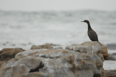 Bird picture: Stictocarbo neglectus / Kustaalscholver / Bank's Cormorant