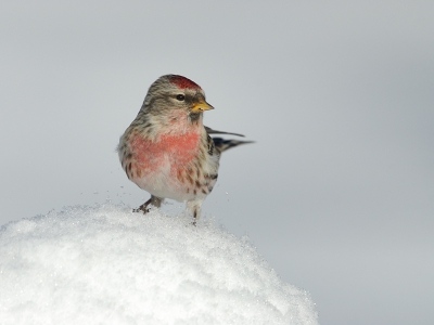 Bird picture: Carduelis flammea flammea / Grote Barmsijs / Mealy Redpoll