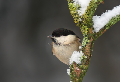 Bird picture: Parus palustris / Glanskop / Marsh Tit