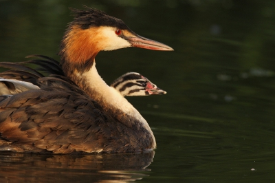 Bird picture: Podiceps cristatus / Fuut / Great Crested Grebe