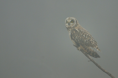 Bird picture: Asio flammeus / Velduil / Short-eared Owl