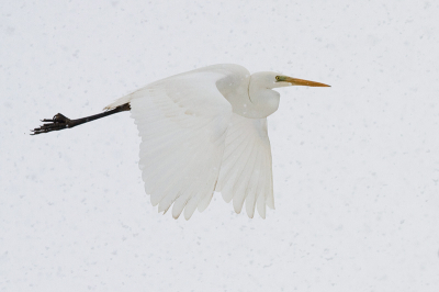 Bird picture: Egretta alba / Grote Zilverreiger / Great White Heron