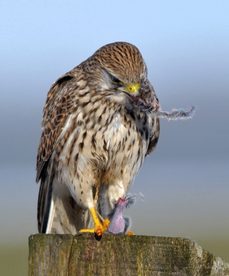 Bird picture: 1. Falco tinnunculus / Torenvalk / Kestrel