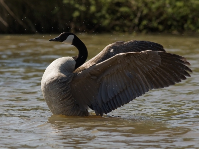 Bird picture: Branta hutchinsii minima / Kleine Canadese Gans / Hutchin�s Canada goose