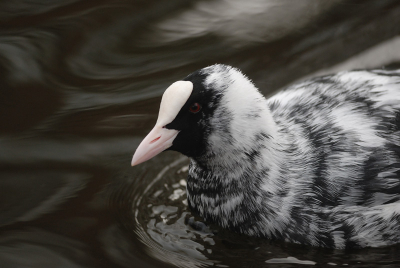 Bird picture: Fulica atra / Meerkoet / Coot