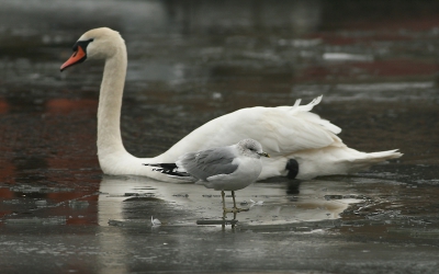 Bird picture: Larus canus / Stormmeeuw / Common Gull