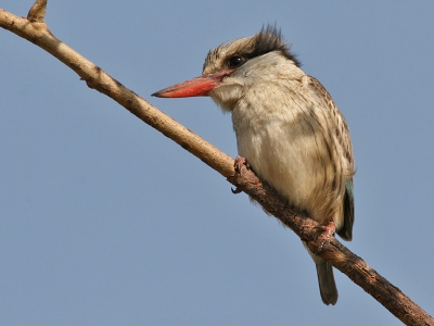 Bird picture: Halcyon chelicuti / Gestreepte IJsvogel / Striped Kingfisher