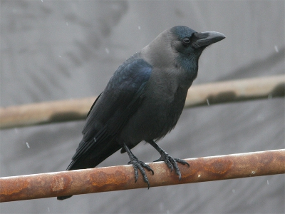 Corvus splendens / Huiskraai / House crow