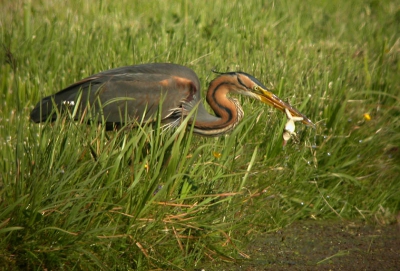 In de herkansing dan maar. Deze keer de foto iets anders gecropt (de vogel wat meer ruimte gegeven) en wat anders bewerkt. Persoonlijk vind ik het zo een verbetering. 

Corotauria (Rick van der Weijde) en ik waren samen op pad om vogels te fotograferen toen we deze Purperreiger in de polder langs een slootje naar ons toe zagen lopen. Op een leuke afstand ving de reiger een kikker, wat we leuk konden vastleggen. Op deze foto vind ik vooral de houding van de kikker (met uitgestoken tong) heel aardig.