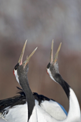 Grus Japonensis / Japanse Kraanvogel / Red-crowned Crane