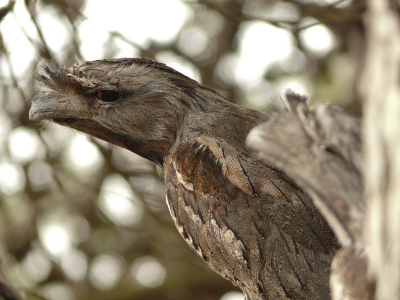 Podargus strigoides / Uilnachtzwaluw / Tawny Frogmouth
