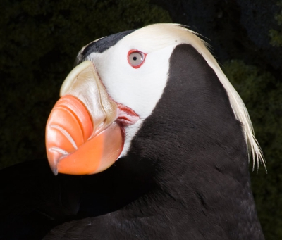 De zeevogels van de noord pacific zijn erg fotogeniek, dat geldt zeker voor de 2 papegaaiduikers.