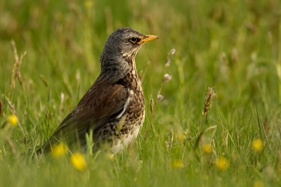 Turdus pilaris / Kramsvogel / Fieldfare