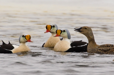 Bird picture: Somateria spectabilis / Koningseider / King Eider