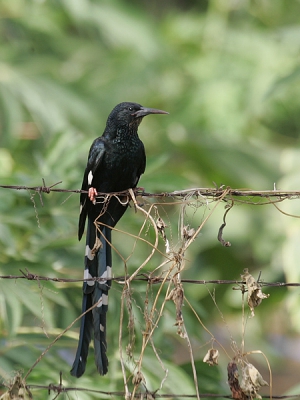 Bird picture: Phoeniculus purpureus / Groene Kakelaar / Green Wood Hoopoe