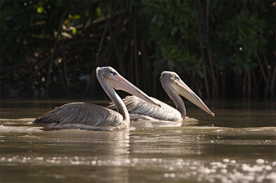 Bird picture: Pelecanus rufescens / Kleine Pelikaan / Pink-Backed Pelican