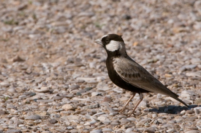 Bird picture: Eremopterix nigriceps / Zwartkruin-vinkleeuwerik / Black-crowned Finch-Lark