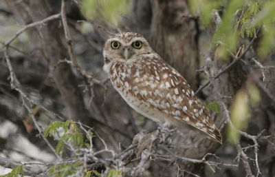 Bird picture: Athene cunicularia arubensis / Arubaanse holenuil / Aruban burrowing owl