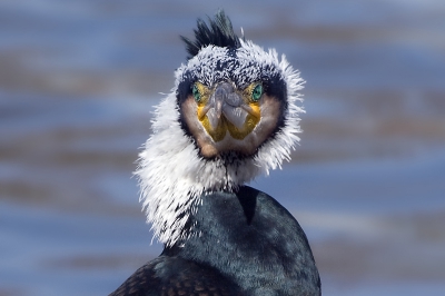 Bird picture: Phalacrocorax carbo / Aalscholver / Cormorant