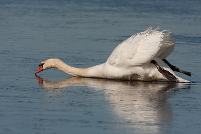 Bird picture: Cygnus olor / Knobbelzwaan / Mute Swan