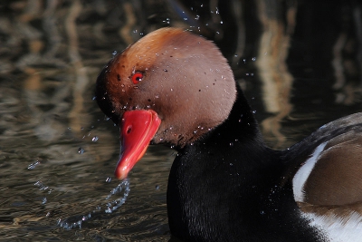 Bird picture: Netta rufina / Krooneend / Red-crested Pochard