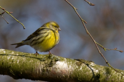 Bird picture: 2. Serinus serinus / Europese Kanarie / Serin
