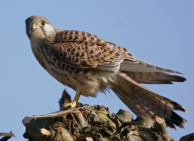 5. Falco tinnunculus / Torenvalk / Kestrel