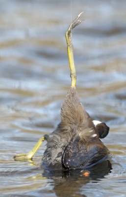 Gallinula chloropus / Waterhoen / Moorhen