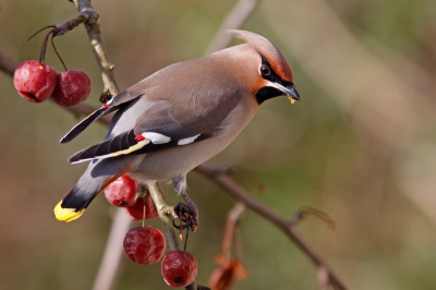 Bird picture: 1. Bombycilla garrulus / Pestvogel / Bohemian Waxwing