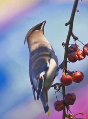 4. Bombycilla garrulus / Pestvogel / Bohemian Waxwing