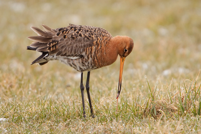 3. Limosa limosa / Grutto / Black-tailed Godwit